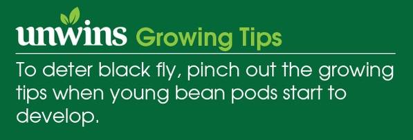 Broad Bean Bunyards Exhibition Seeds Unwins Growing Tips